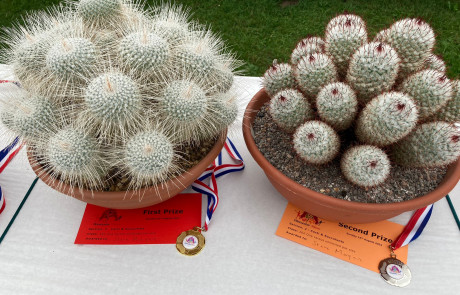Cacti & Succulent Competition