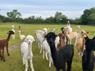A herd of alpacas looking at the camera
