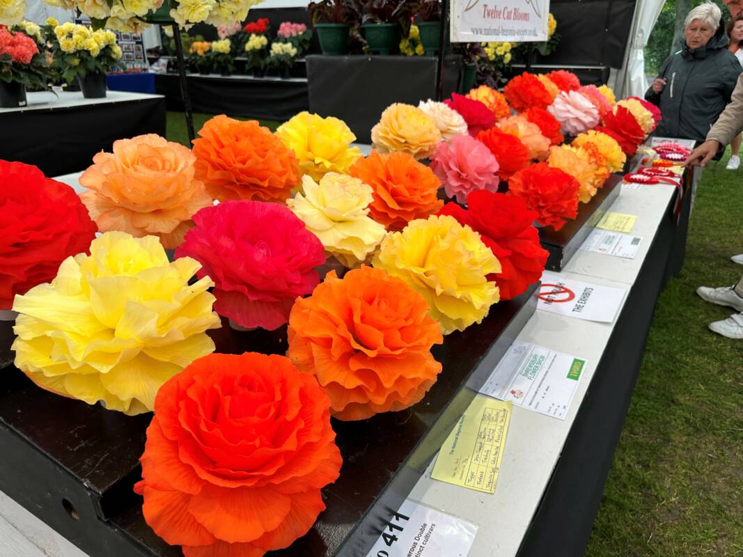A table display of red, orange and yellow begonias